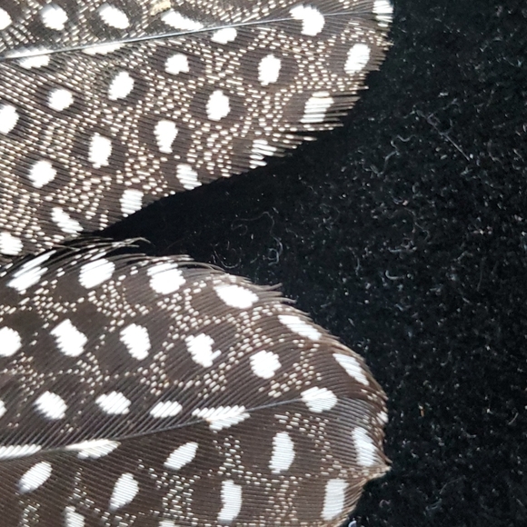 Small Size Feather 🪶 Earrings. - Picture 5 of 8